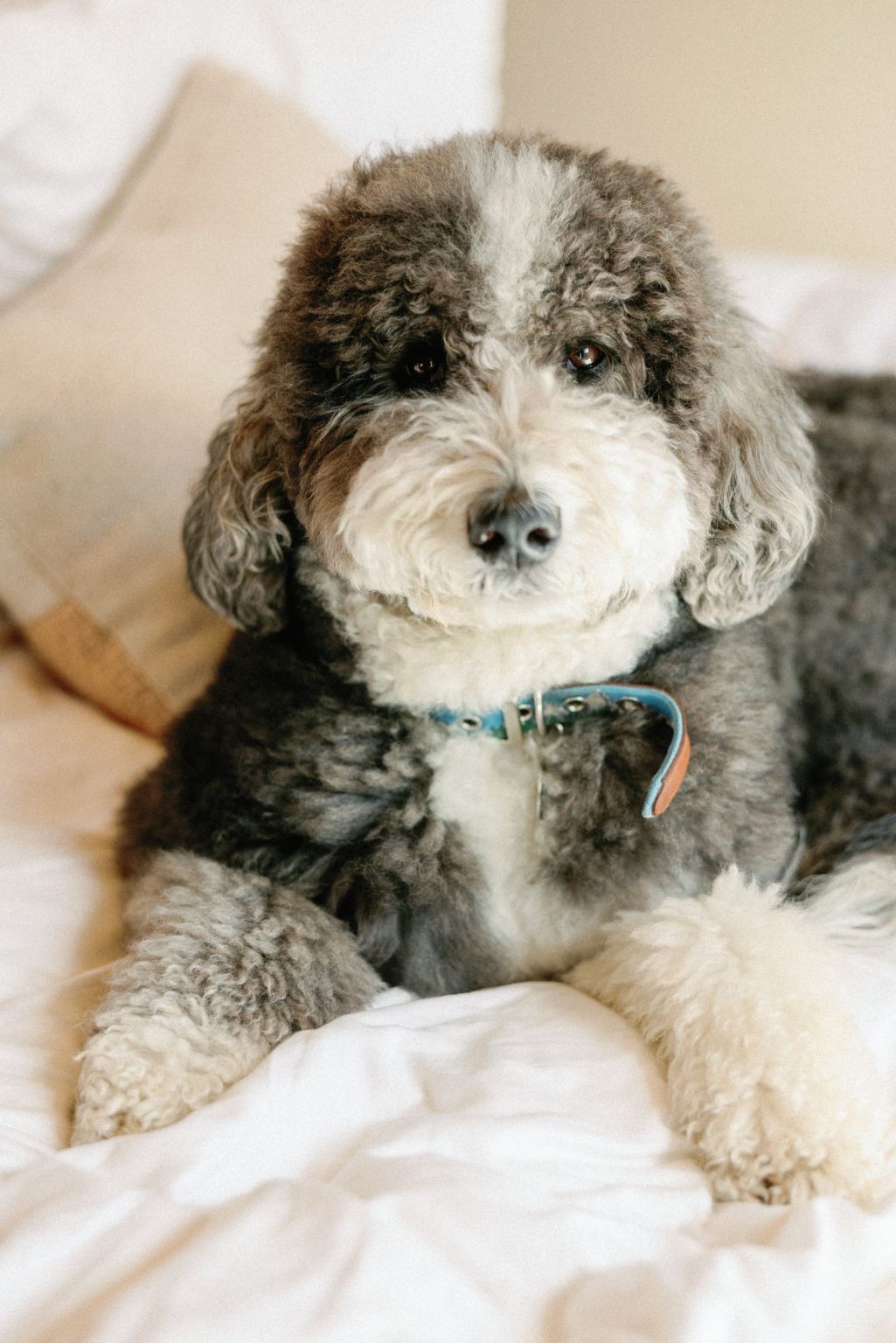 Kayla & Patrick's wedding at the Aspen Chapel and the Caribou Club: the couple's dog in the bridal suite