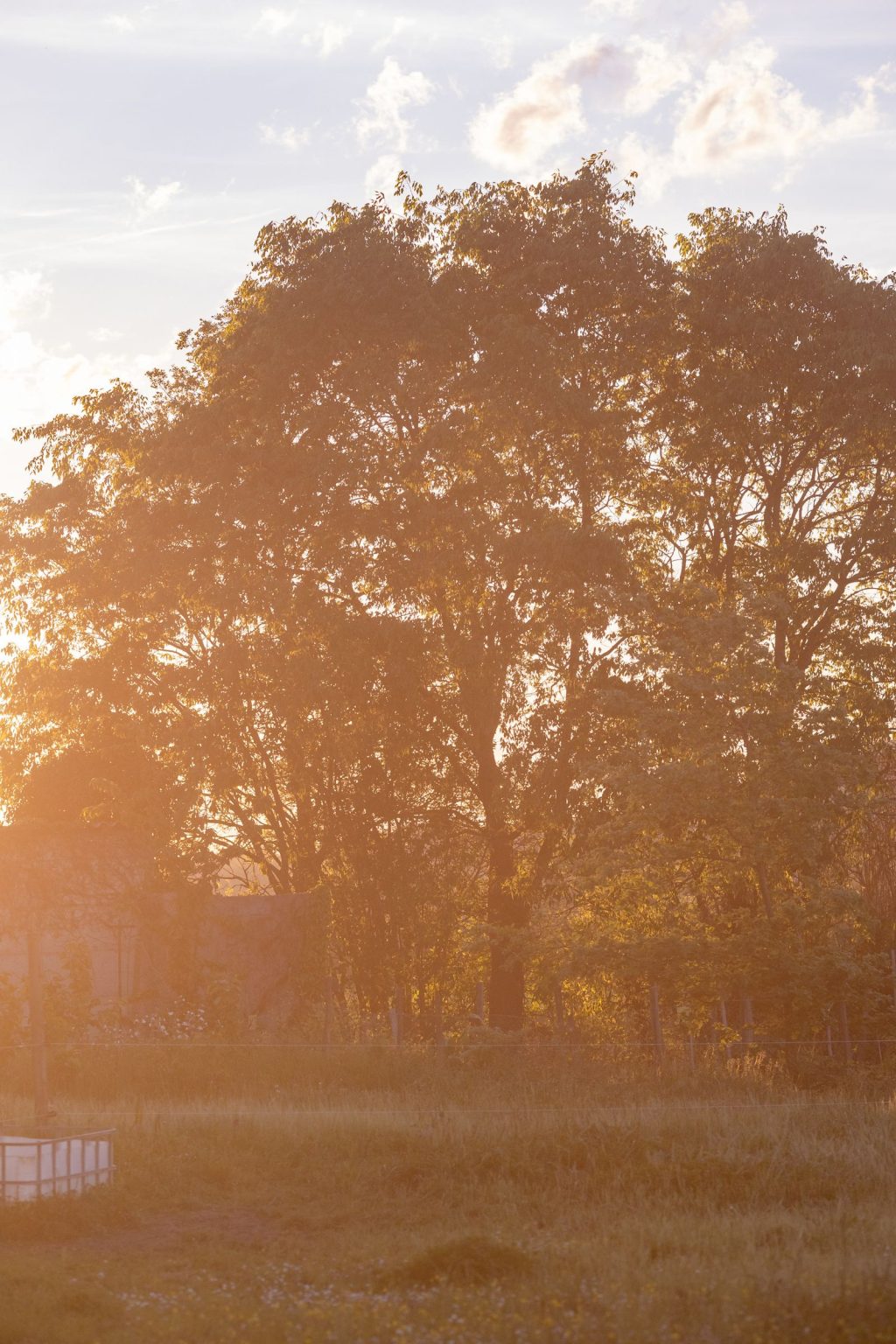 Château Saint Joseph FAM trip in the South of France: sunset through the trees on the grounds