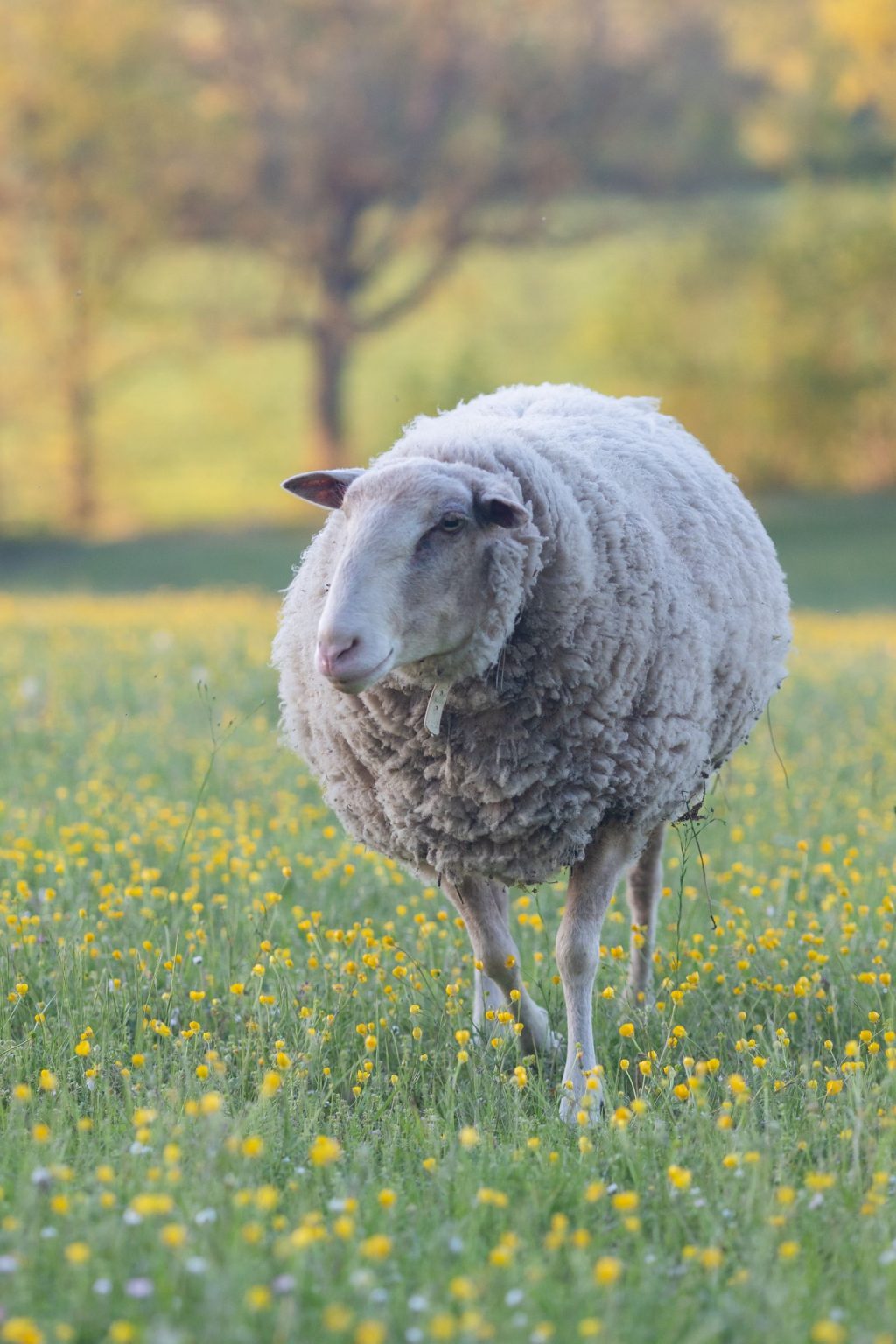 Château Saint Joseph FAM trip in the South of France: one of the château sheep in the meadow