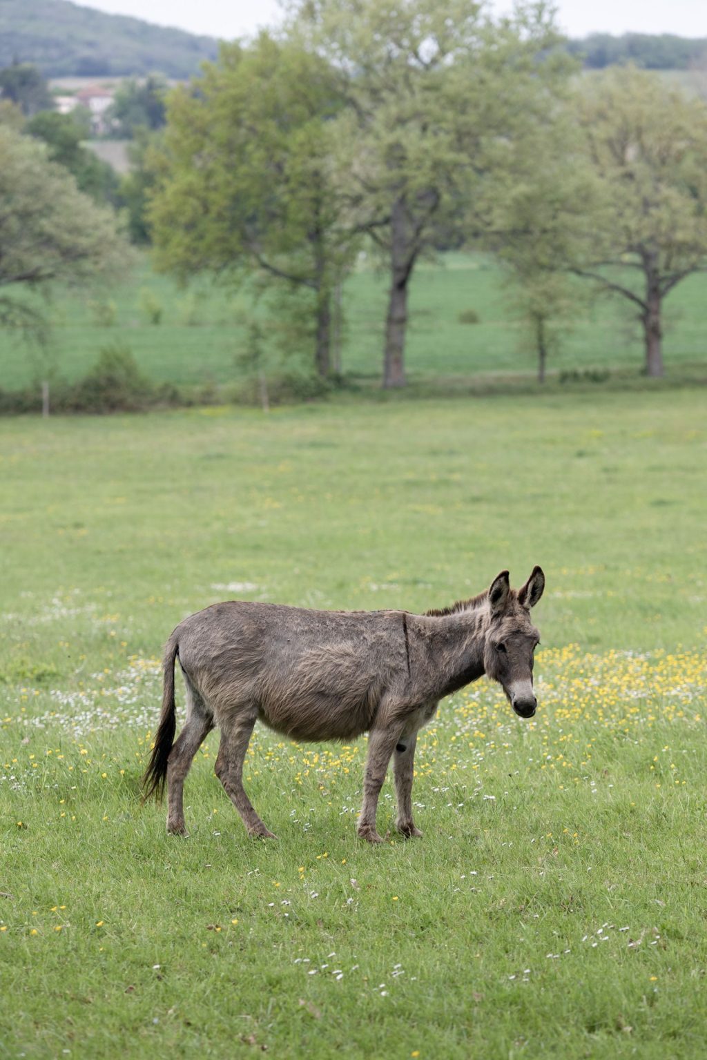 Château Saint Joseph FAM trip in the South of France: a donkey on the château grounds