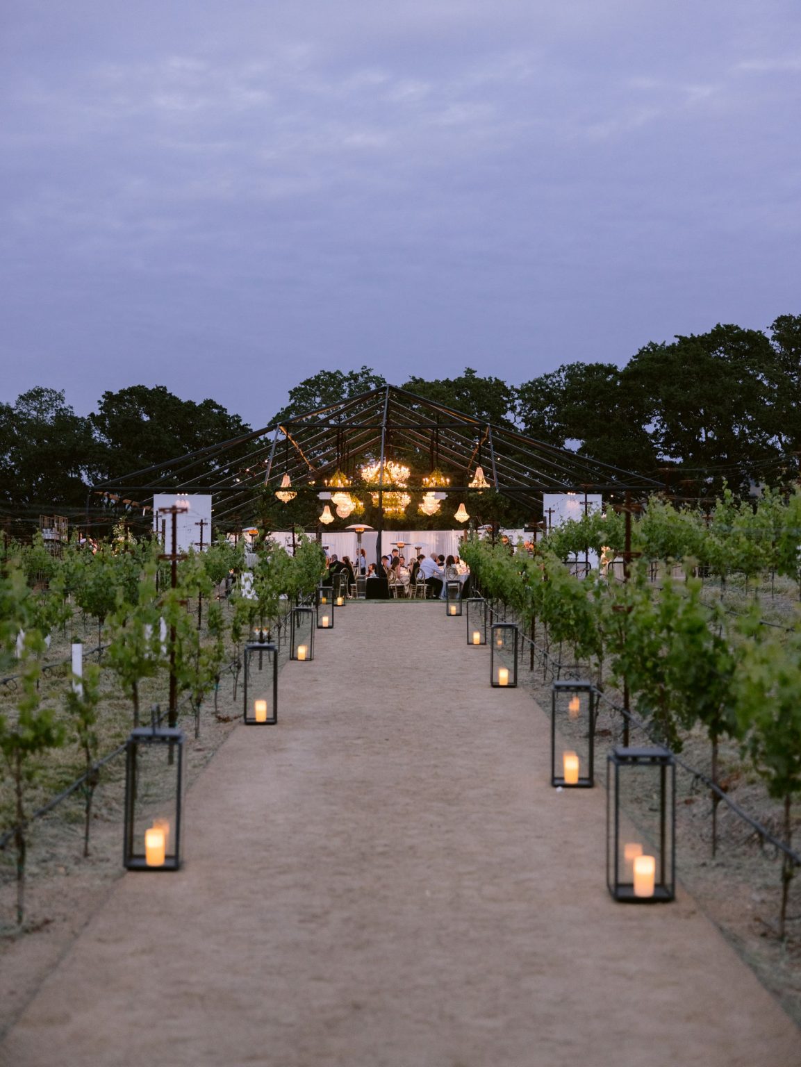 Sydney and Keaton's wedding at Montage Healdsburg, California: lantern-lined vineyard path to the reception tent at dusk