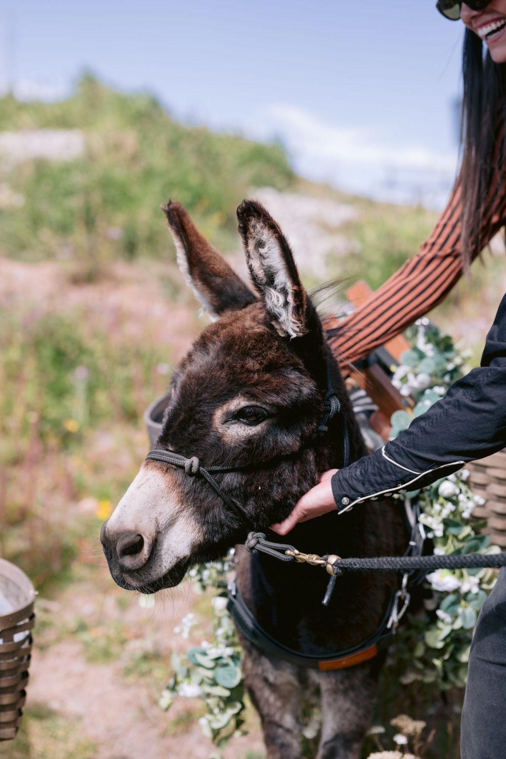 Addy & Nick's wedding at Hotel Jerome, Aspen: an Aspen Beer Burro donkey at the welcome party