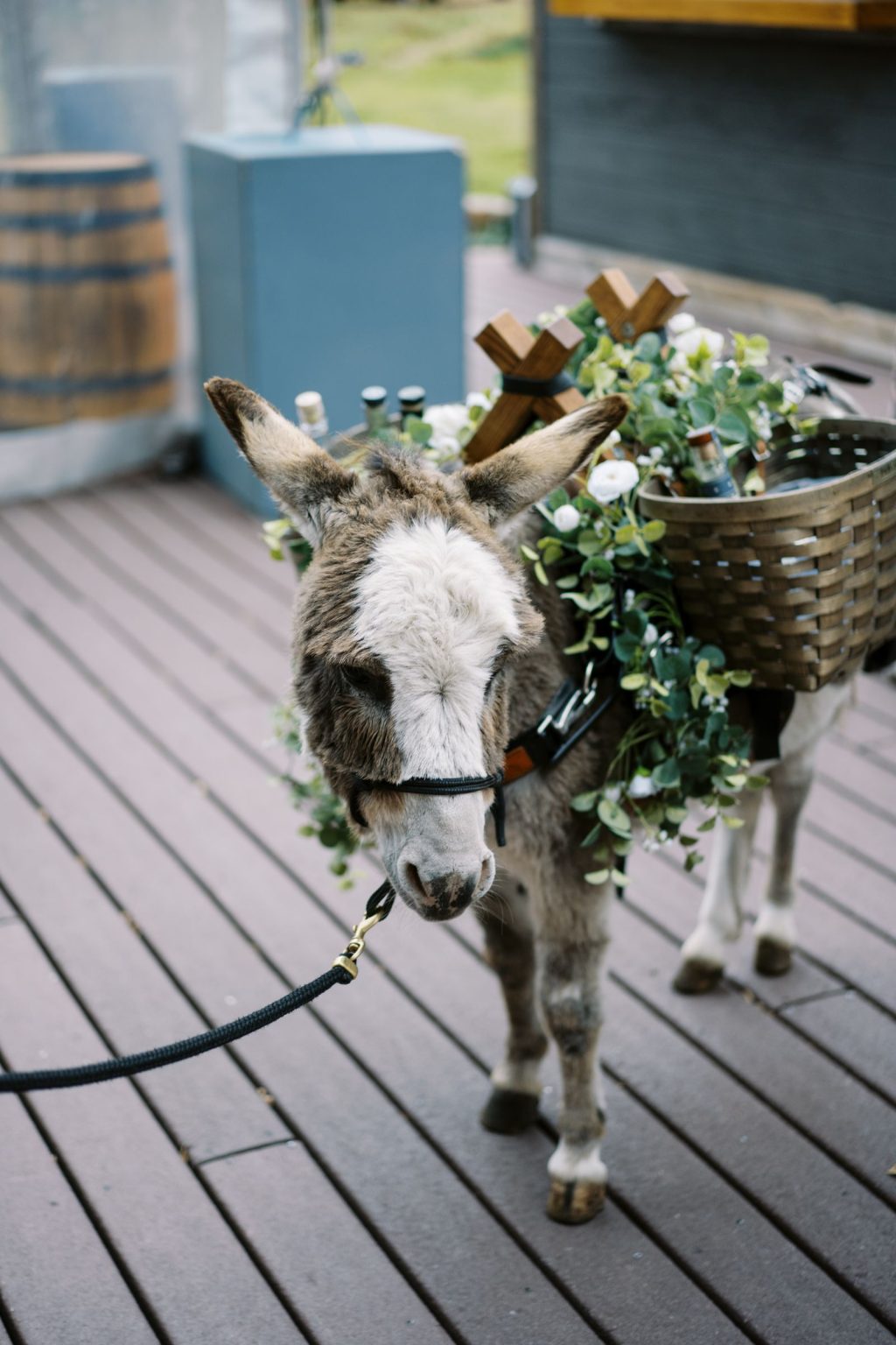 Abby & David's wedding at Hotel Jerome, Aspen: a burro carrying florals at the welcome party