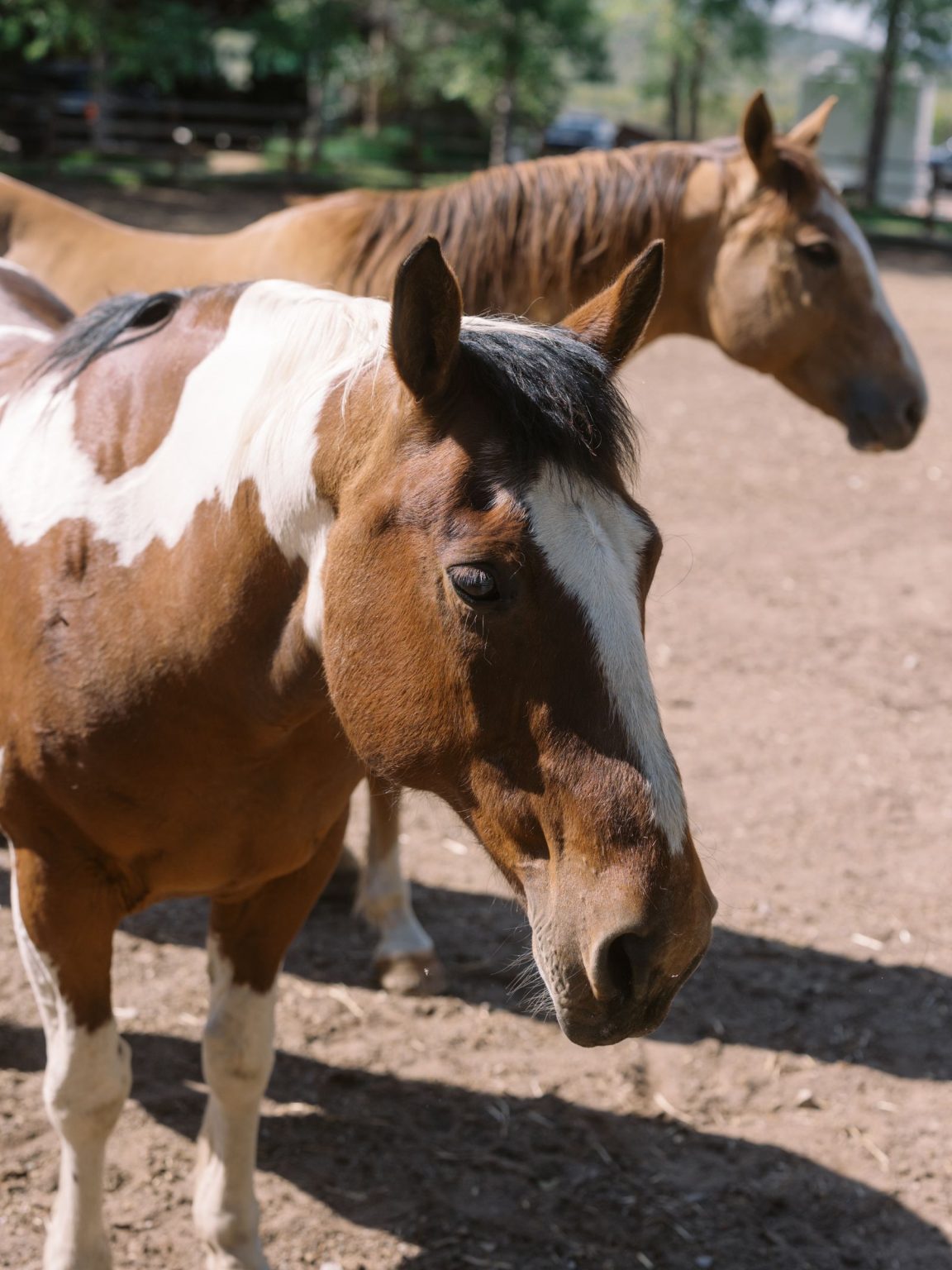 Clare and Kobe's McCabe Ranch wedding in Old Snowmass, Colorado: horses at the ranch corral
