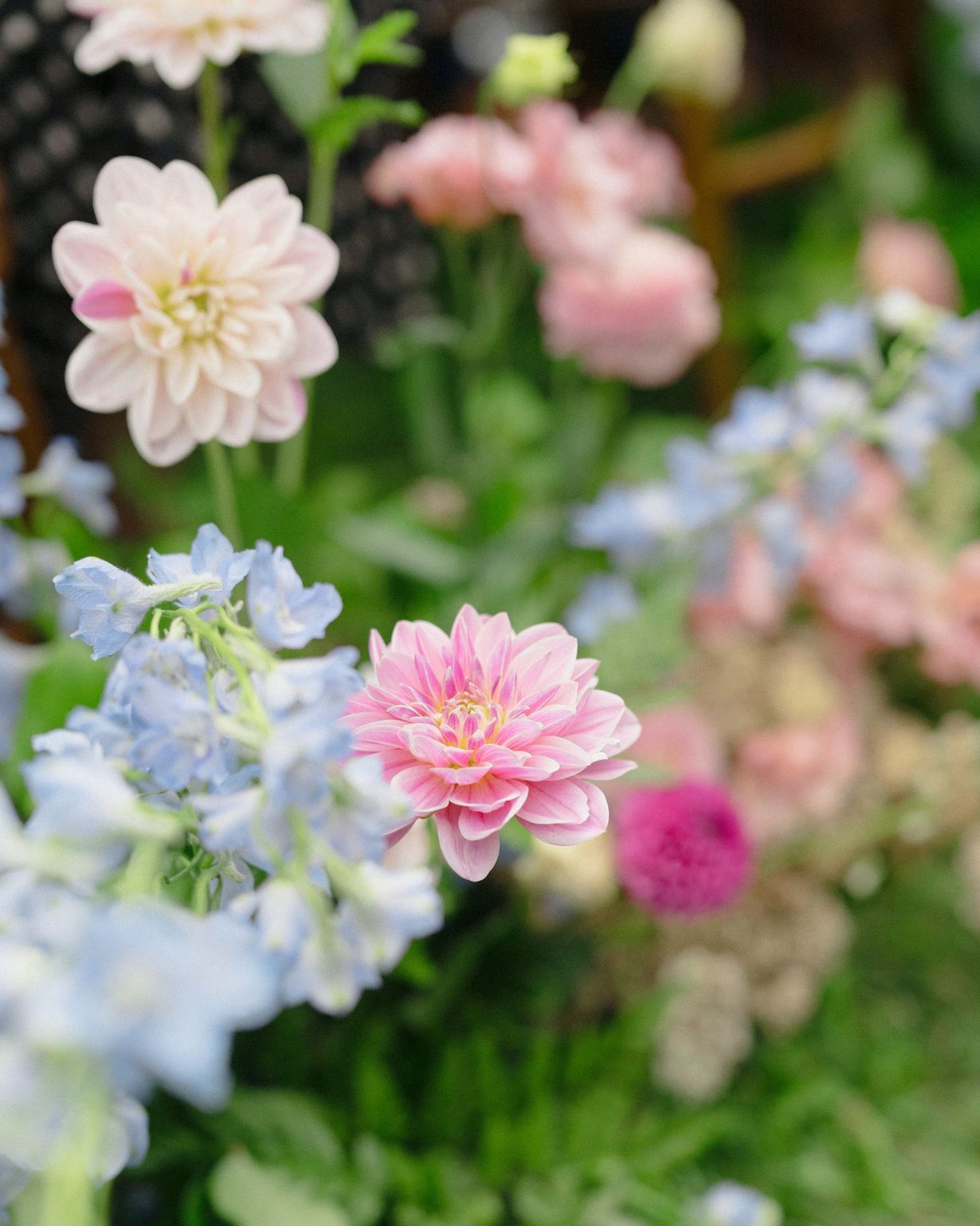 A wildflower wedding at T Lazy 7 Ranch, Aspen: a close view of dahlias and delphinium