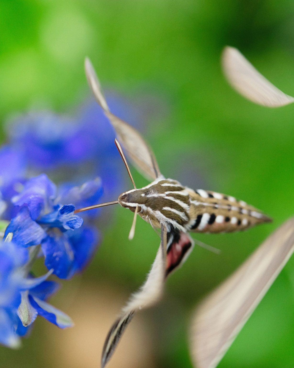 A wildflower wedding at T Lazy 7 Ranch, Aspen: a hummingbird moth visiting the delphinium