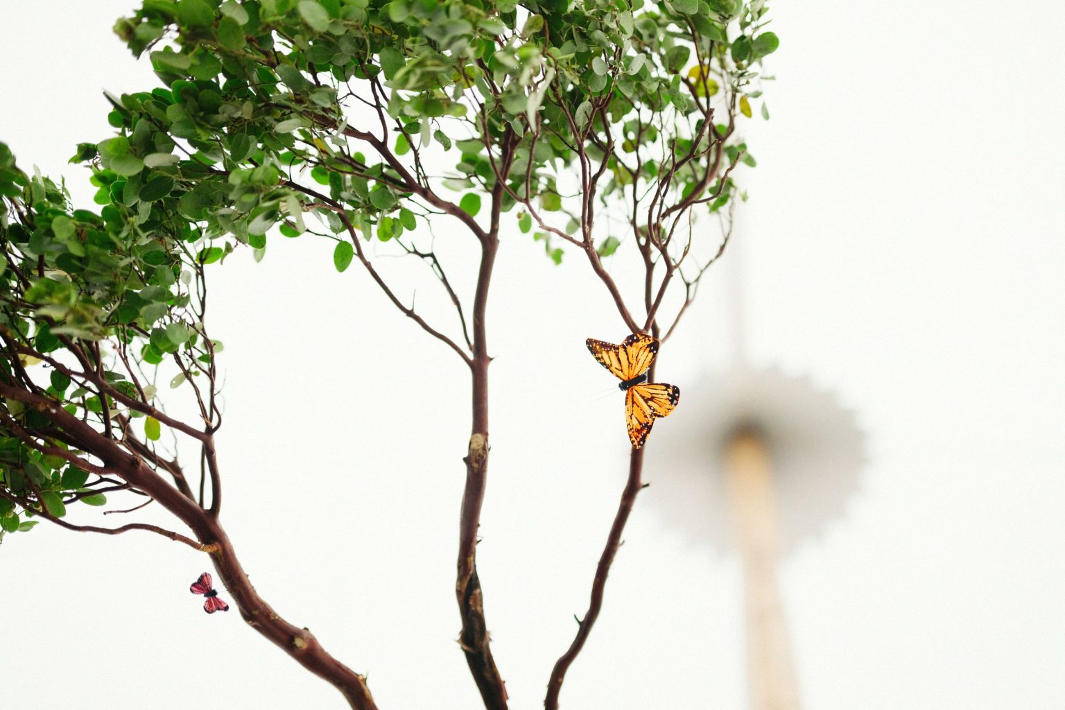 A wildflower wedding at T Lazy 7 Ranch, Aspen: a butterfly perched in a branch inside the tent