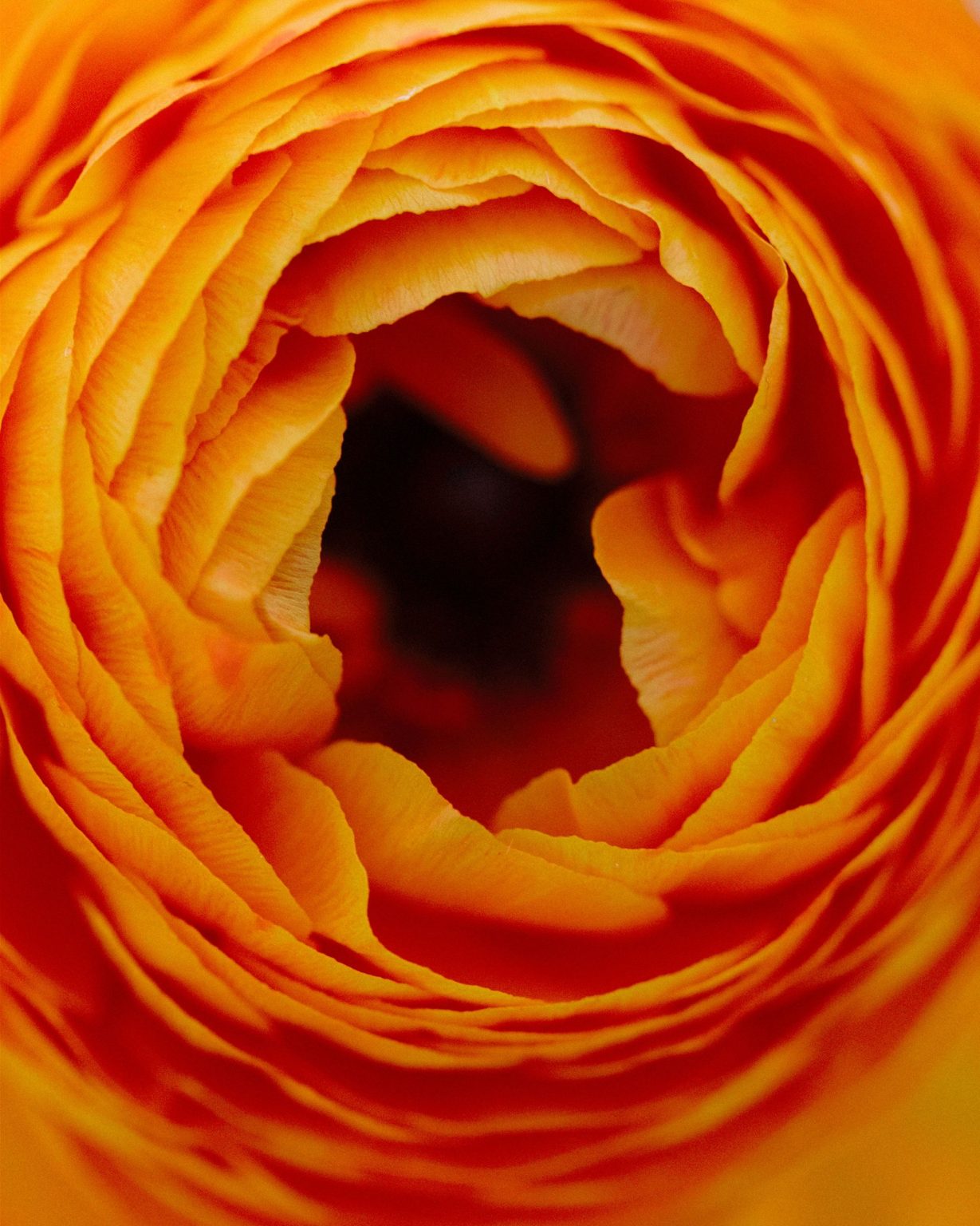 A wildflower wedding at T Lazy 7 Ranch, Aspen: an orange ranunculus up close