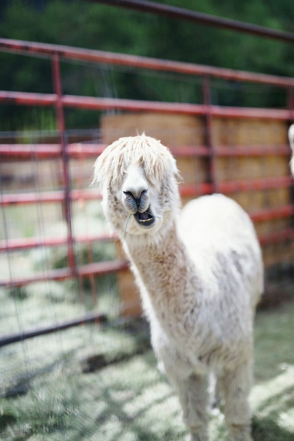 A wildflower wedding at T Lazy 7 Ranch, Aspen: an alpaca at the ranch