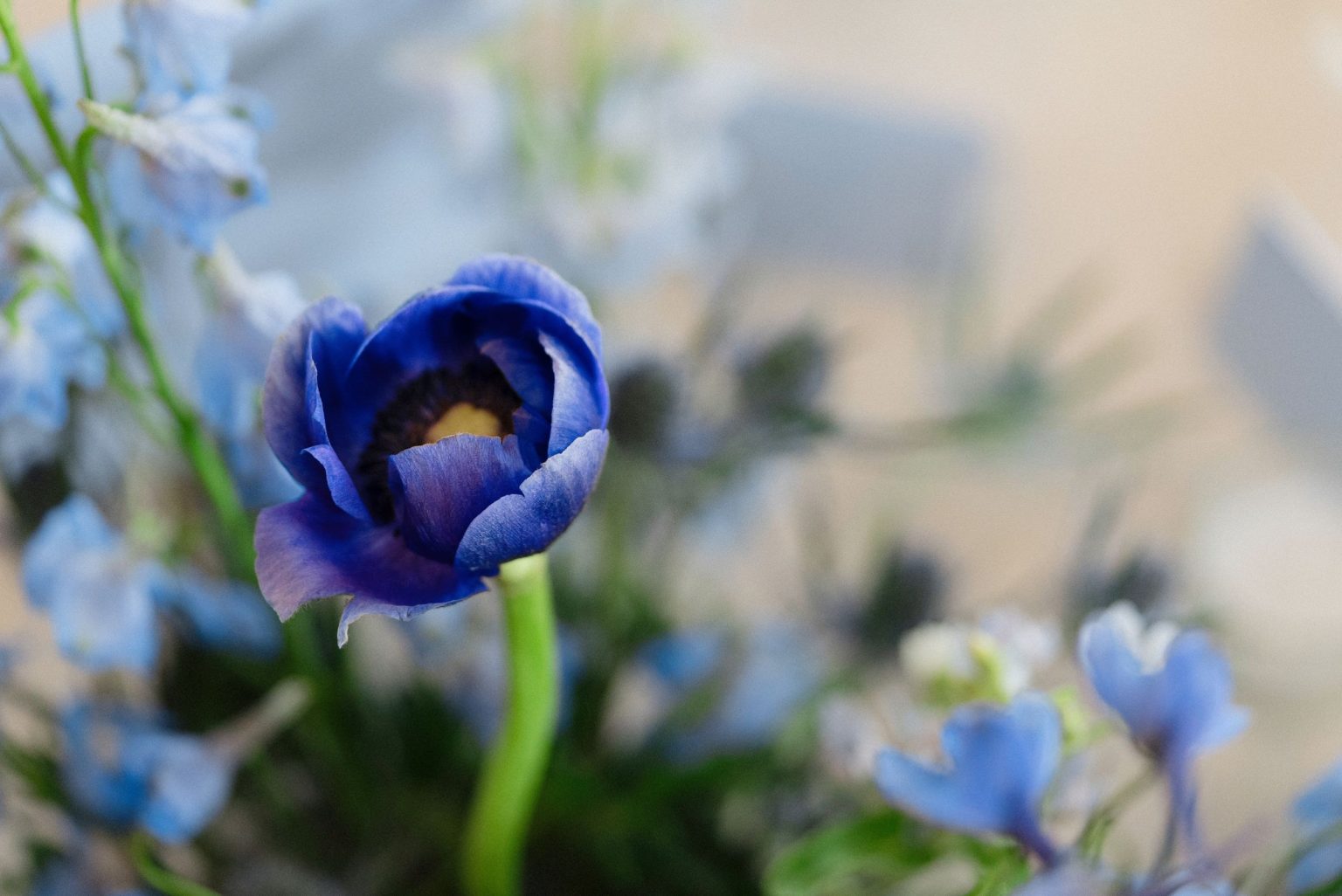 A wildflower wedding at T Lazy 7 Ranch, Aspen: a blue anemone among delphinium