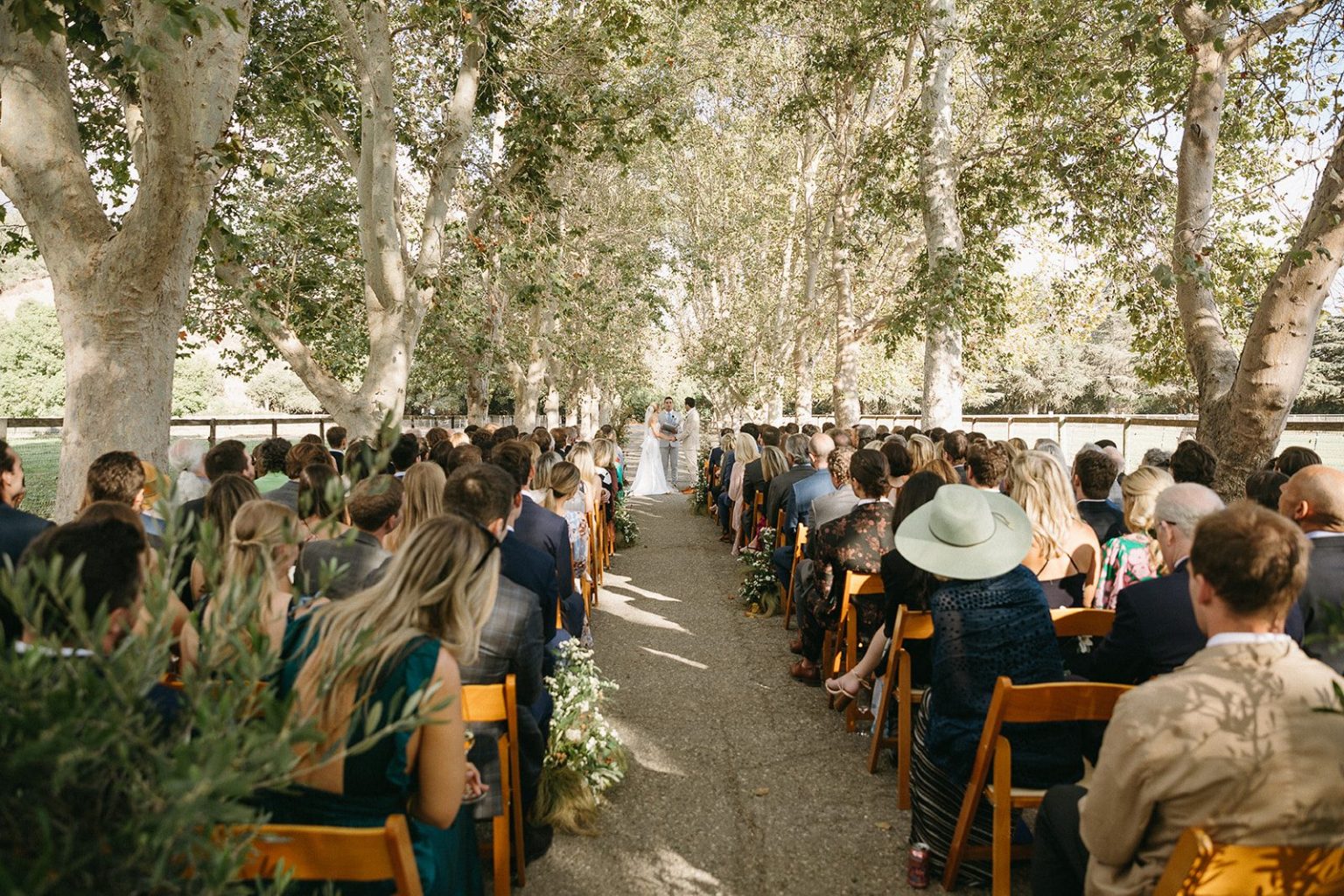 Anna and Sully's wedding at Whispering Rose Ranch, Santa Ynez, California: the ceremony beneath the sycamores